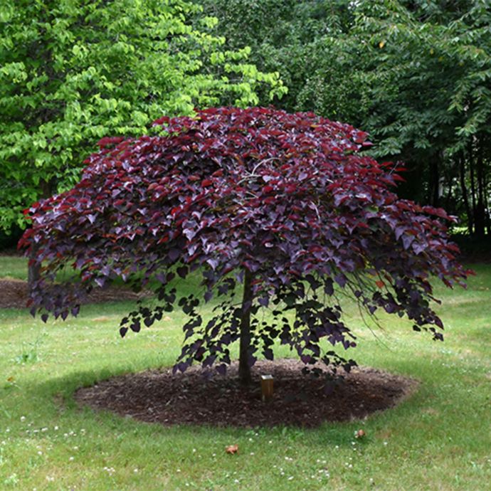Ruby Falls Weeping Redbud