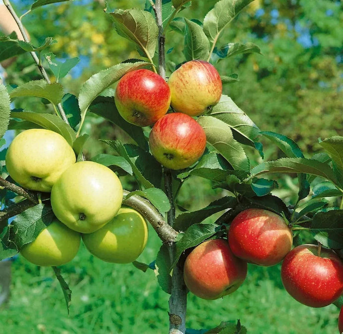 6 in 1 Espalier Apple Tree