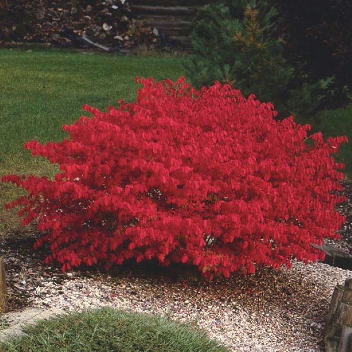 Compact Burning Bush