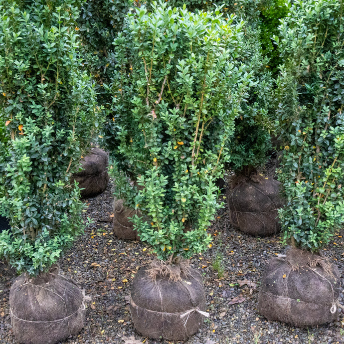 Dee Runk Boxwood