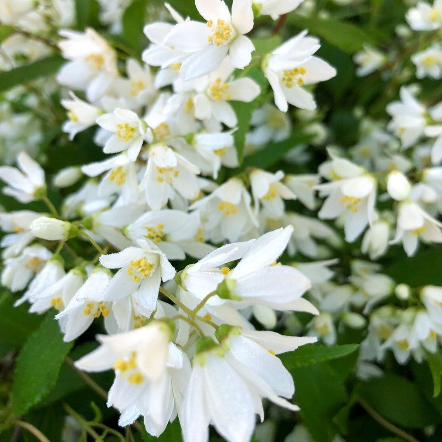 Nikko Deutzia
