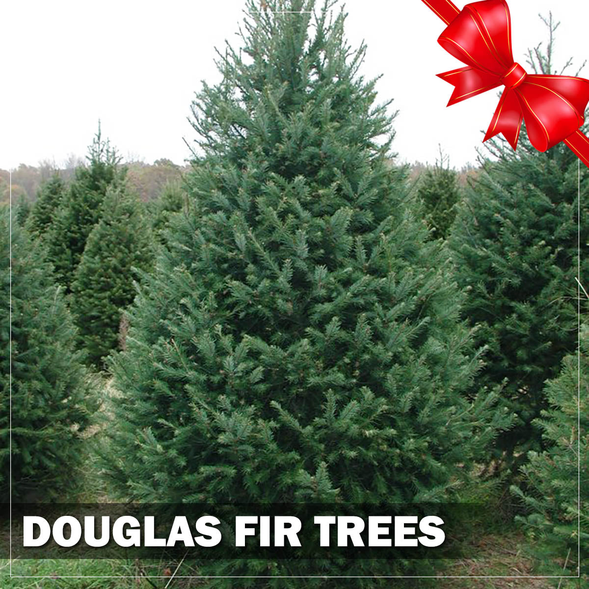 Douglas Fir Christmas Trees