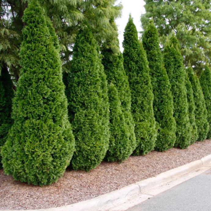 Emerald Green Arborvitae