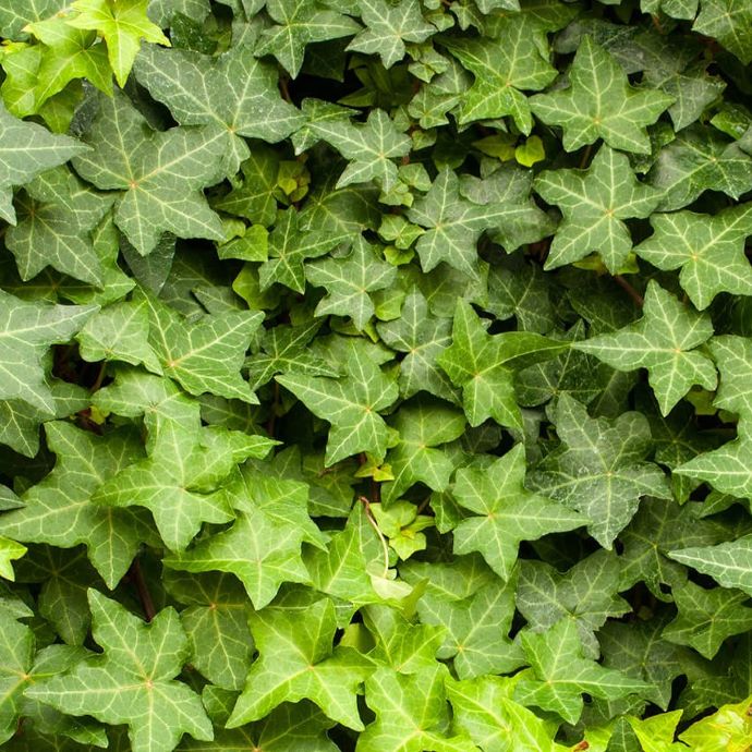 English Ivy