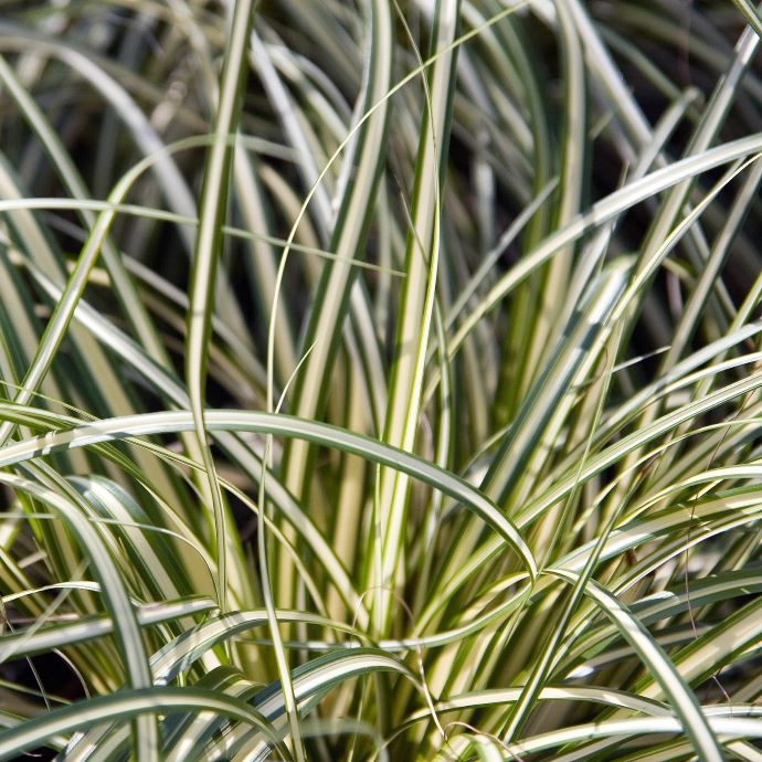 Everglow Sedge