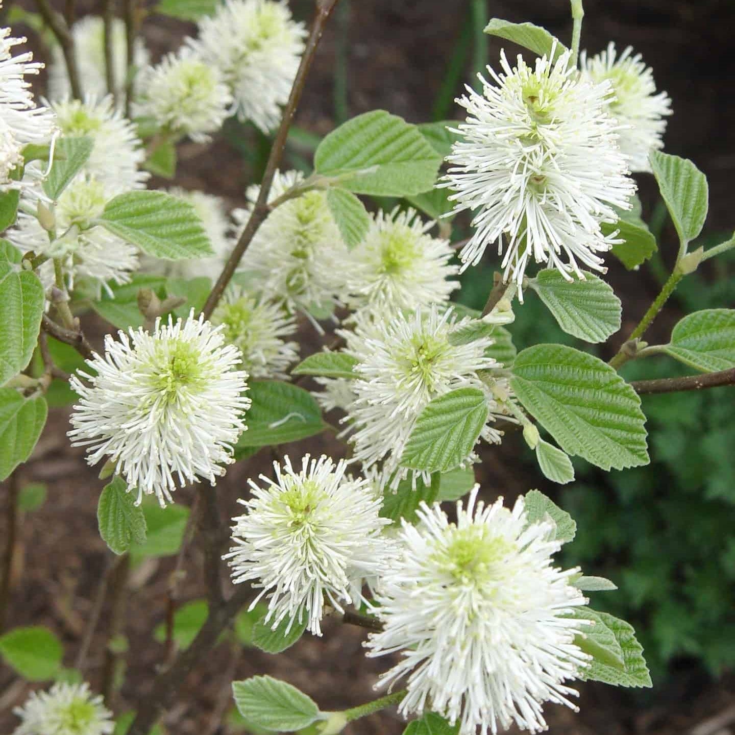 Mt. Airy Fothergilla