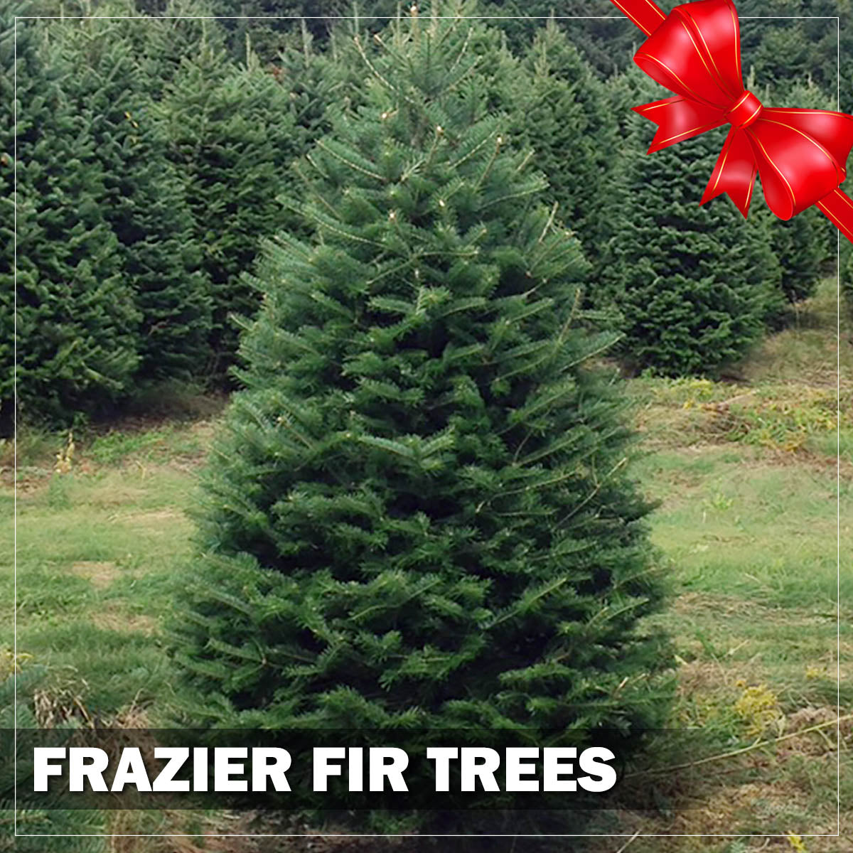 Frazier Fir Christmas Trees