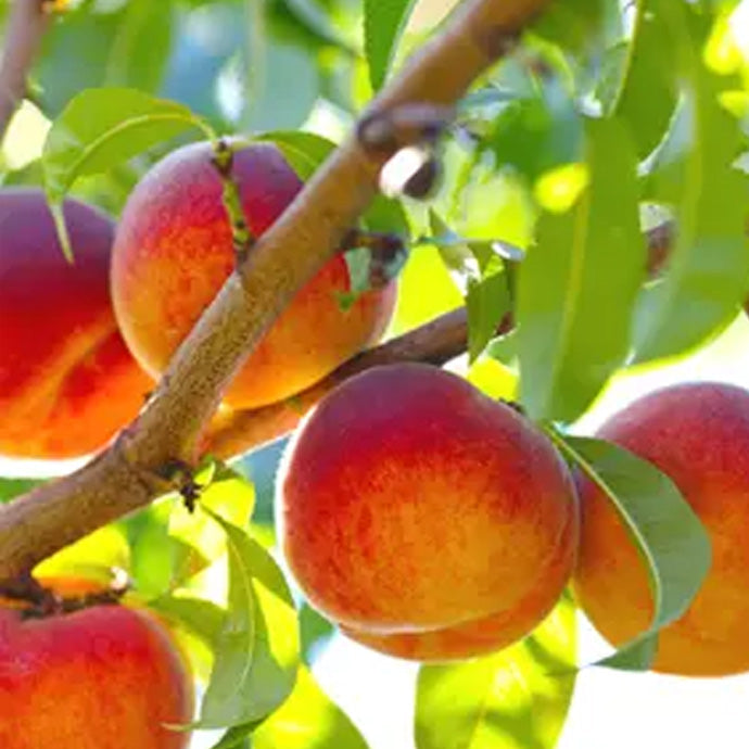 Belle of Georgia Peach Tree