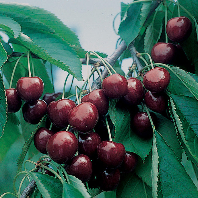 Blackgold Cherry Tree