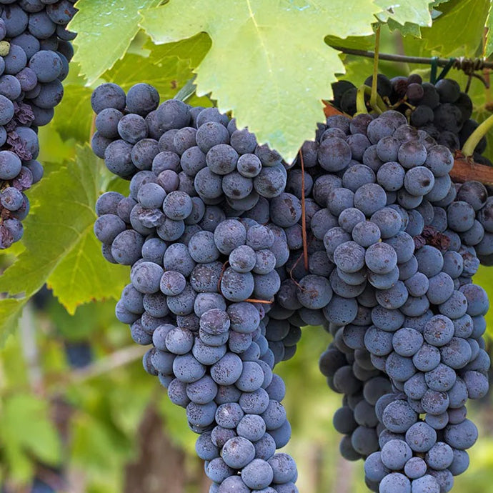 Concord Seedless Grape Vine