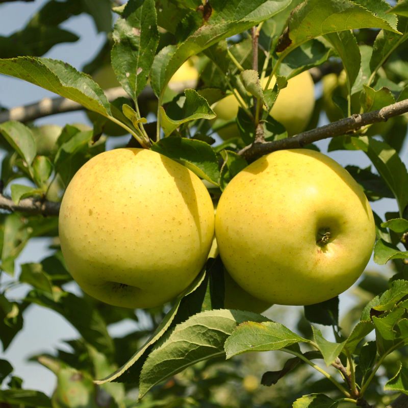Golden Delicious Apple Tree