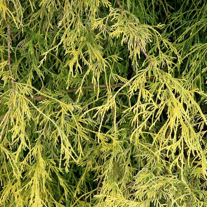 Goldthread Cypress