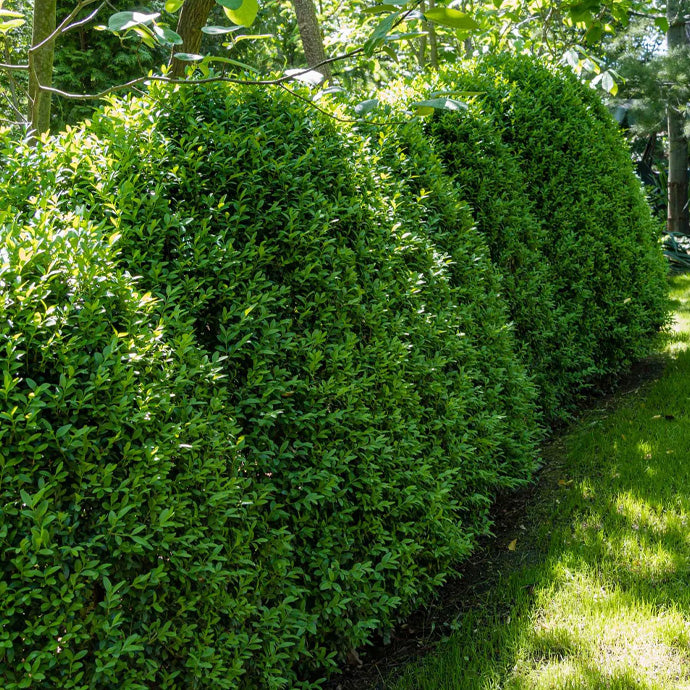 Green Mountain Boxwood