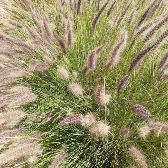 Dwarf Fountain Grass