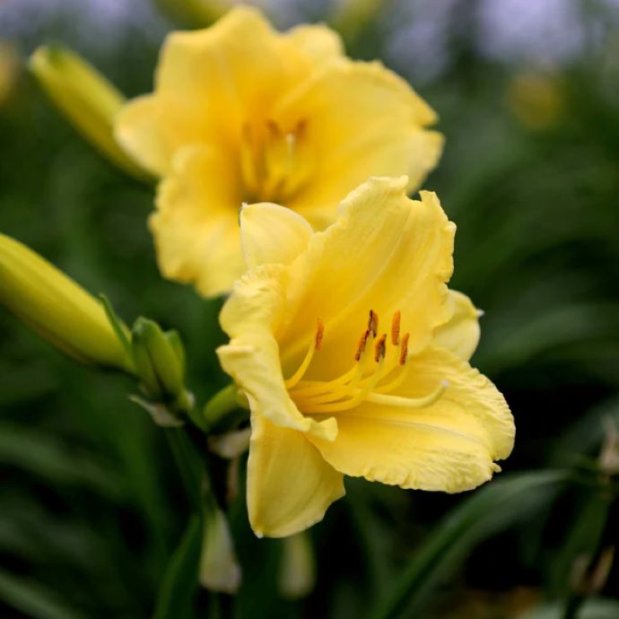 Daylilies