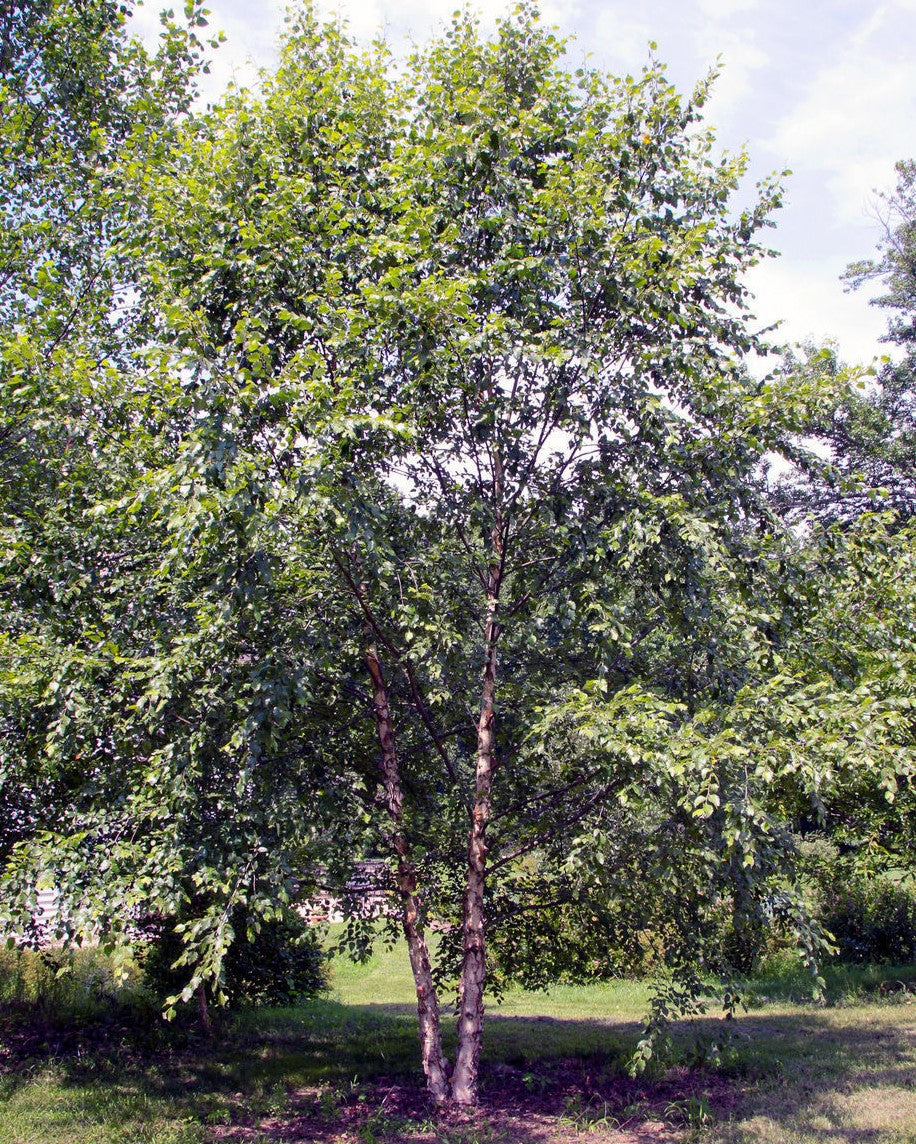 Heritage River Birch (Clump)