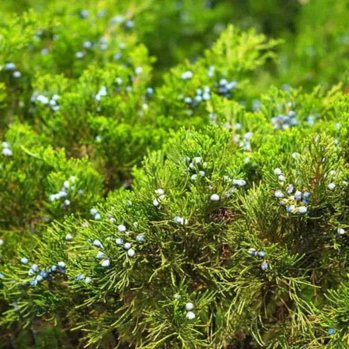 Hollywood Juniper