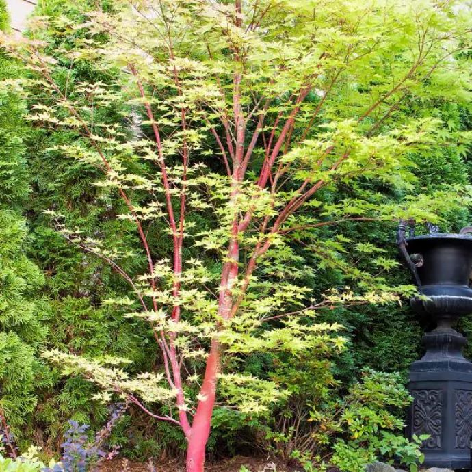 Coral bark Japanese Maple