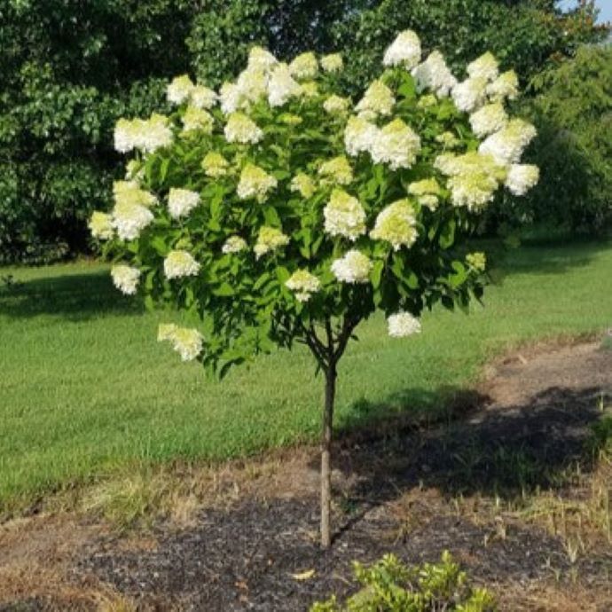 Limelight Hydrangea Tree