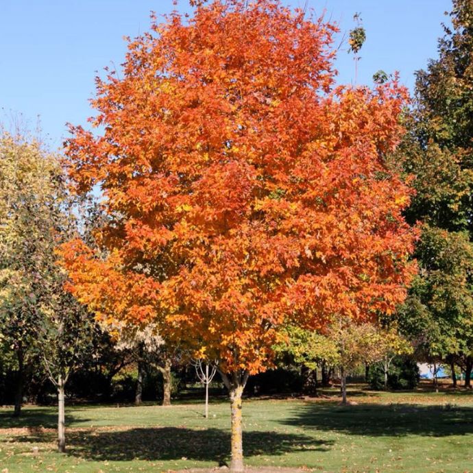 Fall Fiesta Sugar Maple