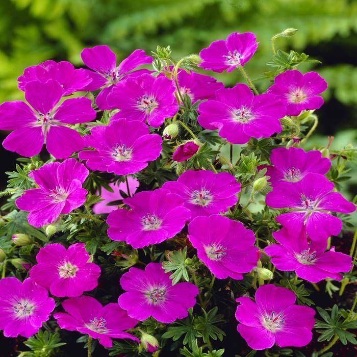 Hardy Geranium