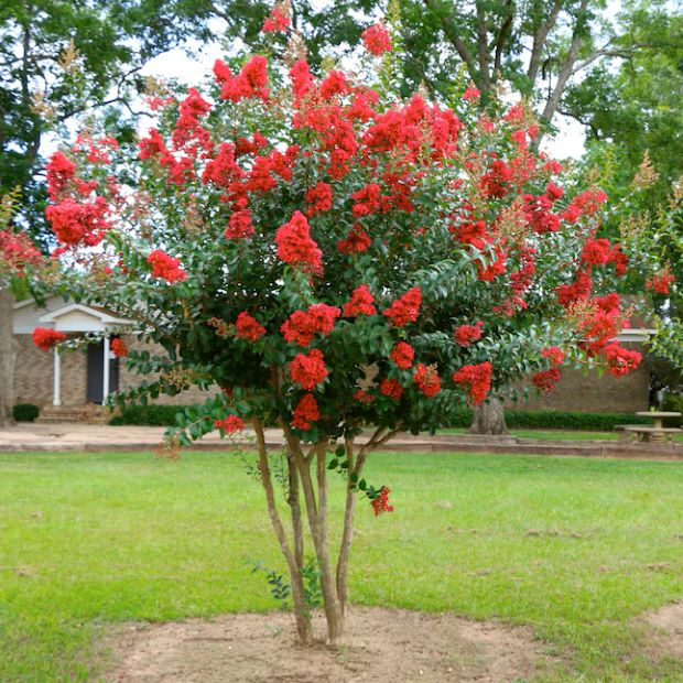 Miss Frances Crape Myrtle