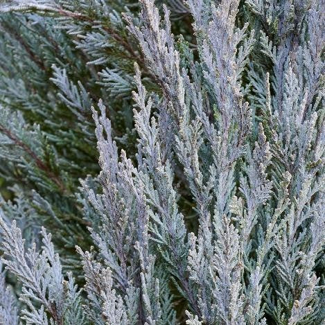 Moonglow Juniper