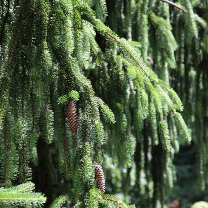 Norway Spruce