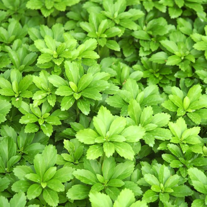 Pachysandra