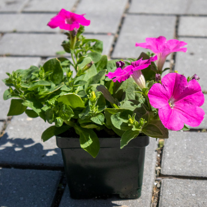 Petunia