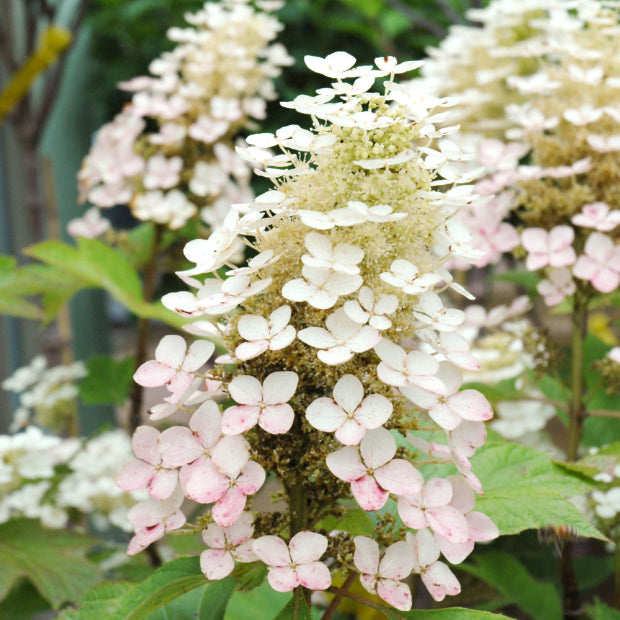 Alice Oakleaf Hydrangea