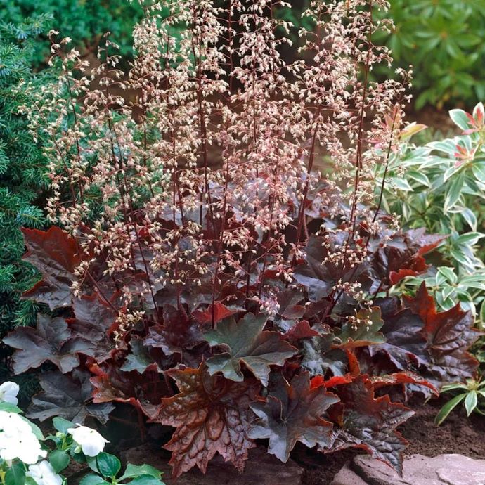 Coral Bells