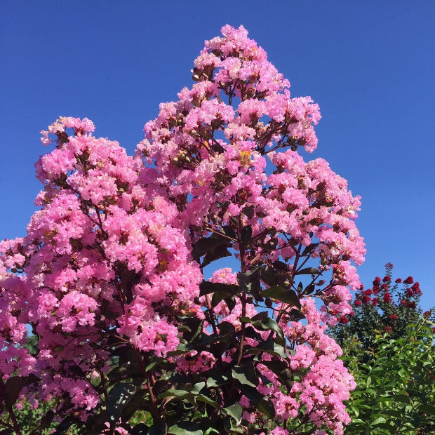Rhapsody In Pink Crape Myrtle