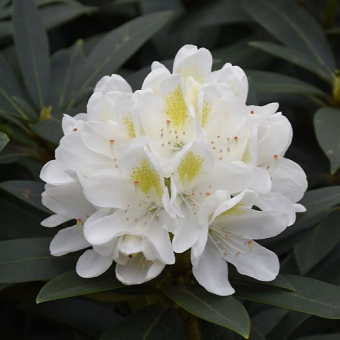 Chionoides Rhododendron