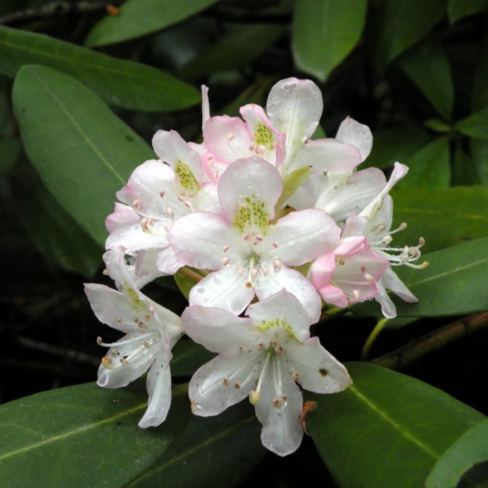 Rosebay Rhododendron