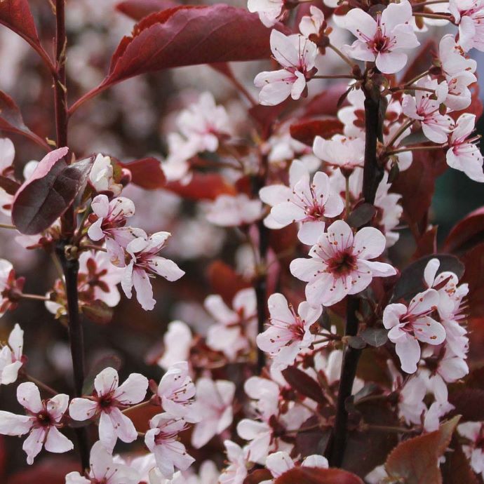 Purple Leaf Sand Cherry