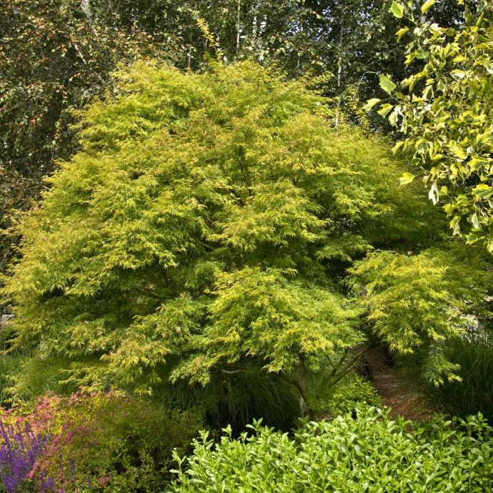Seriyu Japanese Maple