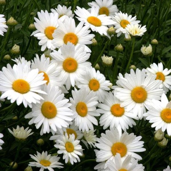 Daisy