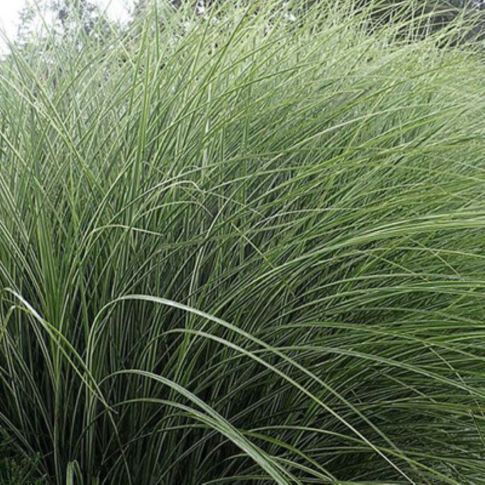 Morning Light Maiden Grass