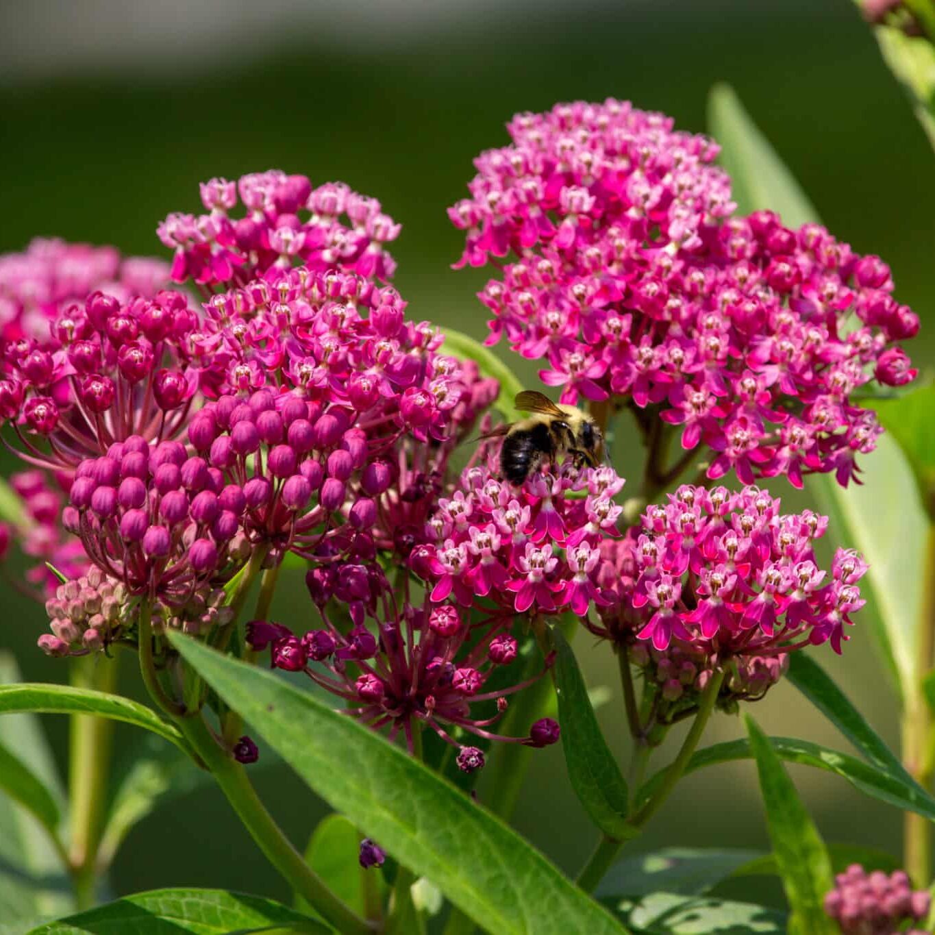 Swamp Milkweed