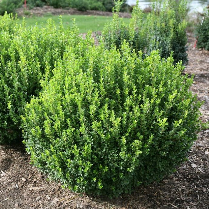 Winter Gem Boxwood