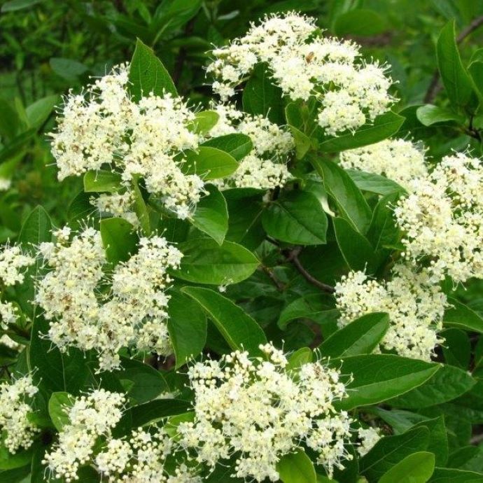 Winterthur Viburnum
