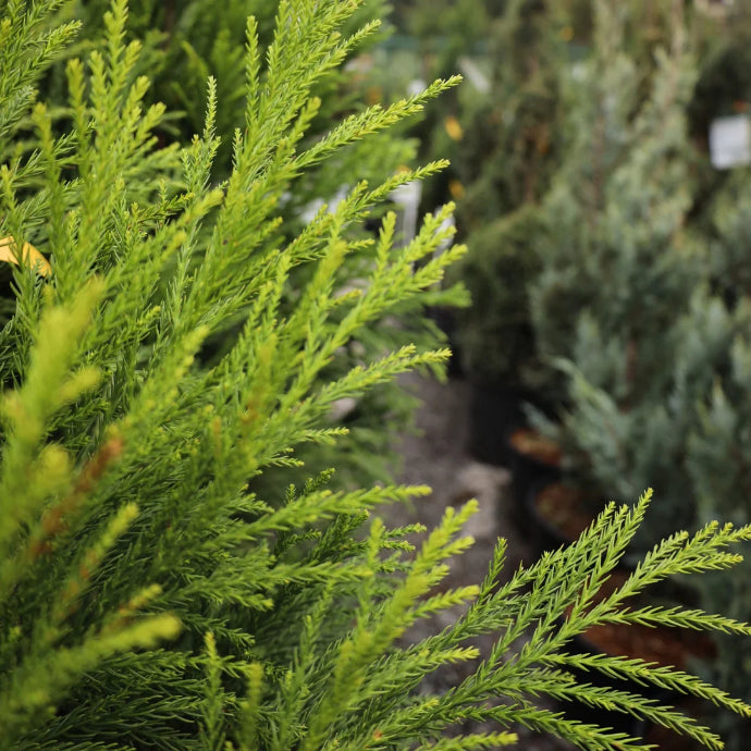 Yoshino Japanese Cedar